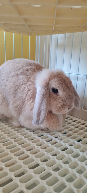 Milktea &amp; Snowwhite - Holland Lop Rabbit