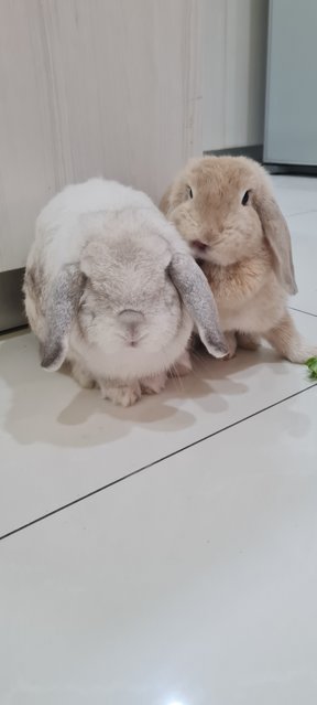 Milktea &amp; Snowwhite - Holland Lop Rabbit