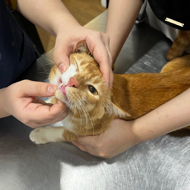 Good boy at the vet