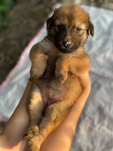 Little Lucky (K) - Mixed Breed Dog