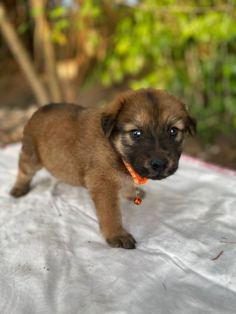 Little Lucky (K) - Mixed Breed Dog