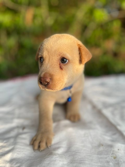 Toffee (K) - Mixed Breed Dog