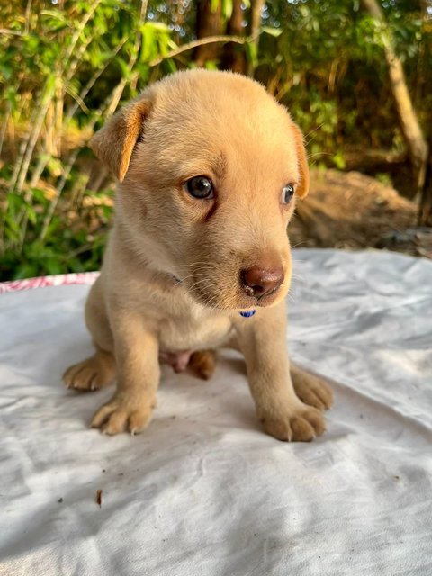 Toffee (K) - Mixed Breed Dog