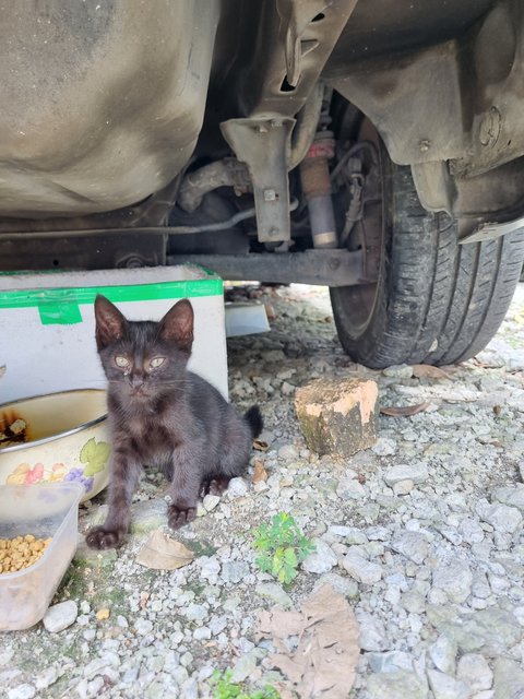 Miemie - Domestic Short Hair Cat