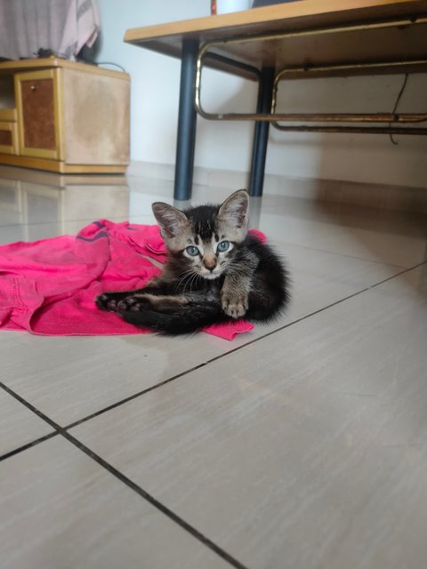 Little Kitten - Domestic Medium Hair Cat