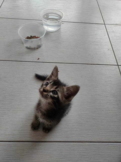 Little Kitten - Domestic Medium Hair Cat