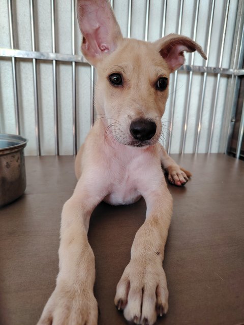 Brownie - Mixed Breed Dog