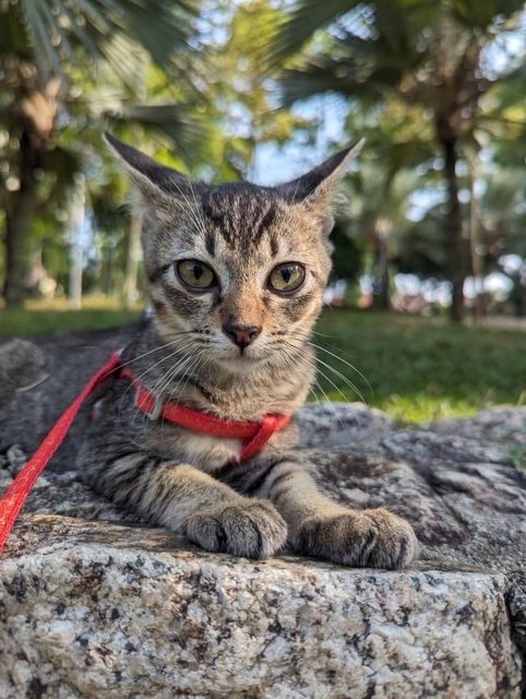 Raafa  - Domestic Medium Hair Cat