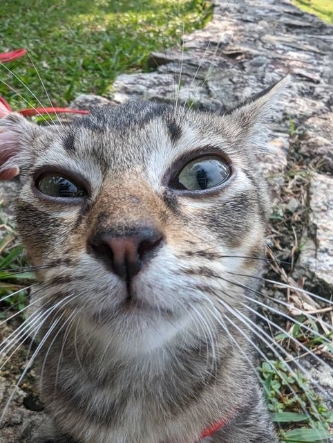 Raafa  - Domestic Medium Hair Cat