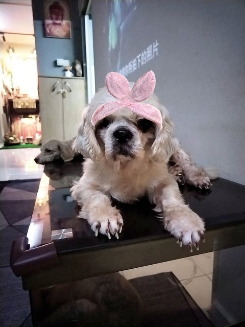 Belle - Shih Tzu Dog