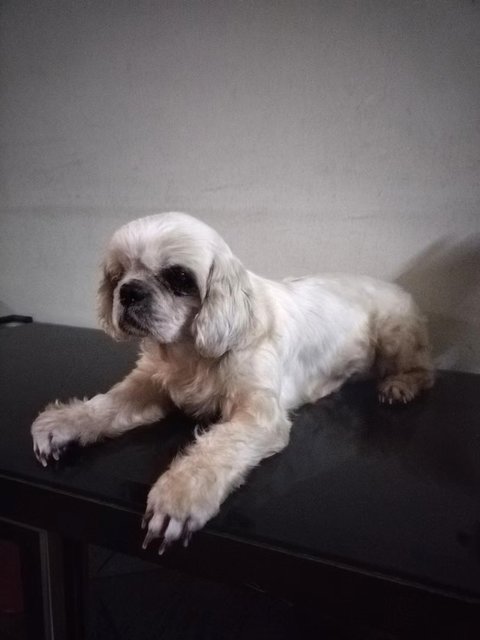 Belle - Shih Tzu Dog