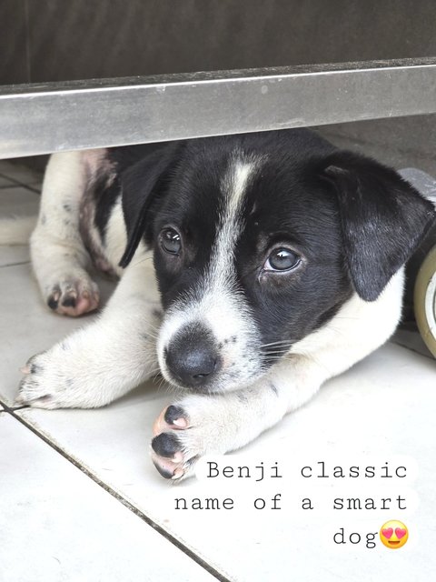 Benji... - Mixed Breed Dog