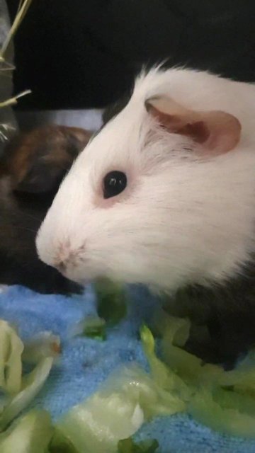 Garble And Oreo - Guinea Pig Small & Furry