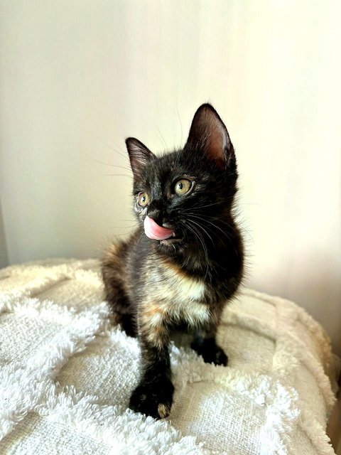 Rue The Tortie!  - Domestic Short Hair + Tortoiseshell Cat