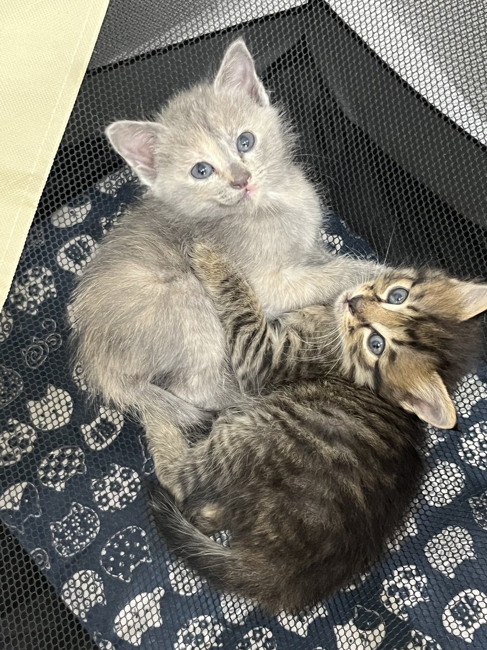 Ginger (Tabby),  Abucik - Domestic Medium Hair + Domestic Long Hair Cat