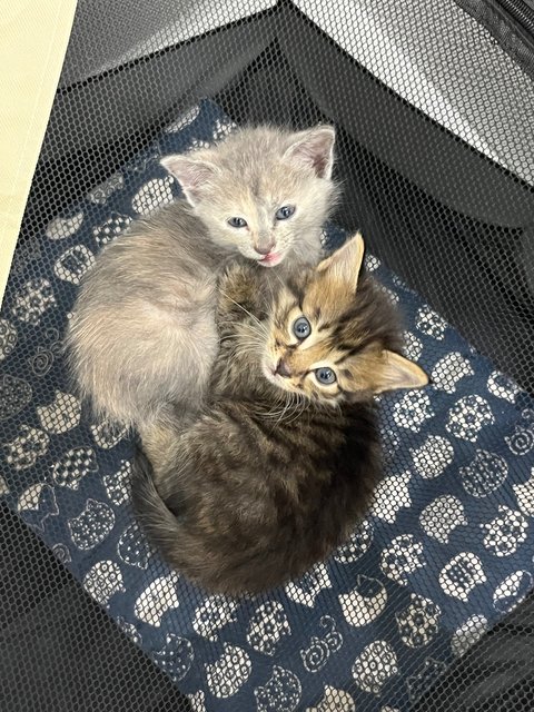 Ginger (Tabby),  Abucik - Domestic Medium Hair + Domestic Long Hair Cat