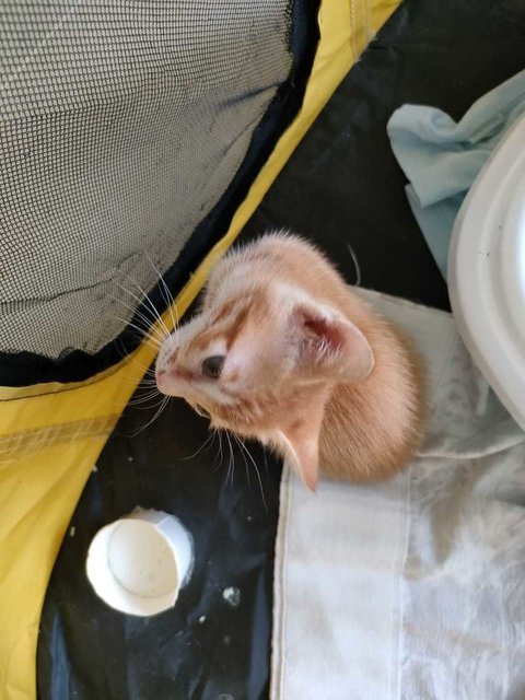 Little Orange - Domestic Short Hair Cat