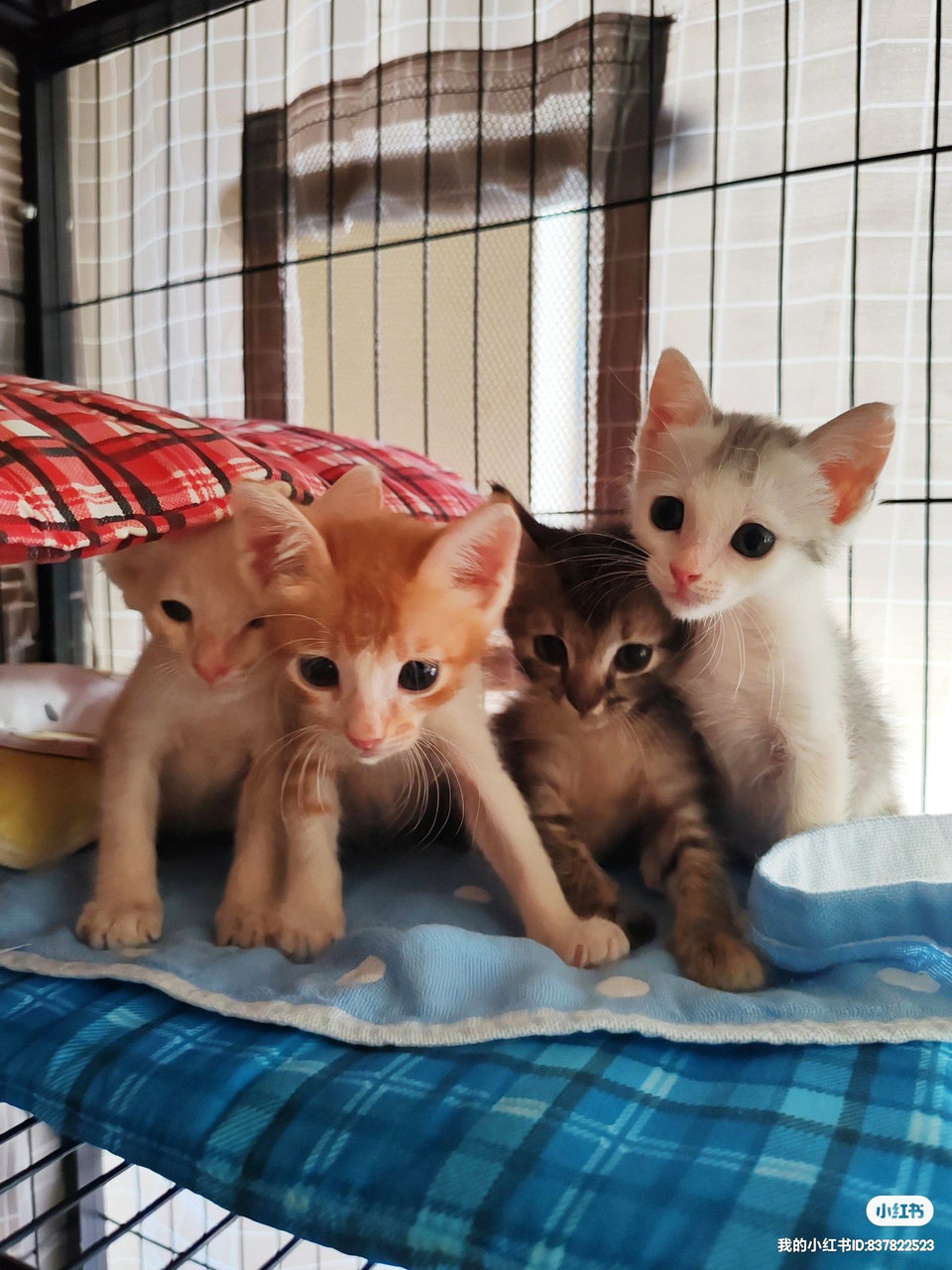 4 Kittens - Domestic Medium Hair + Domestic Short Hair Cat