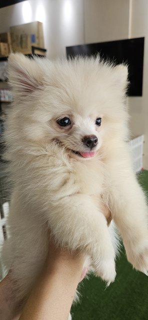 Creamy Pomeranian - Pomeranian Dog