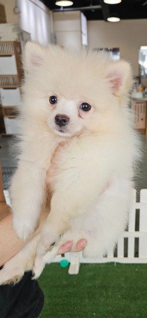 Creamy Pomeranian - Pomeranian Dog