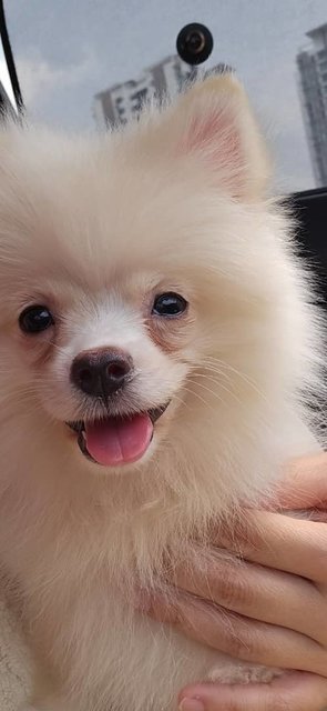 Creamy Pomeranian - Pomeranian Dog