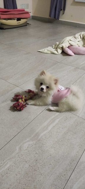 Creamy Pomeranian - Pomeranian Dog