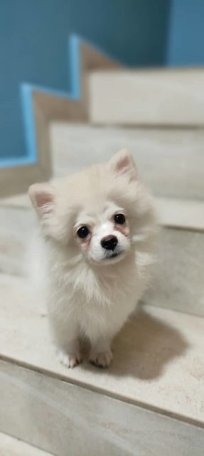 Creamy Pomeranian - Pomeranian Dog