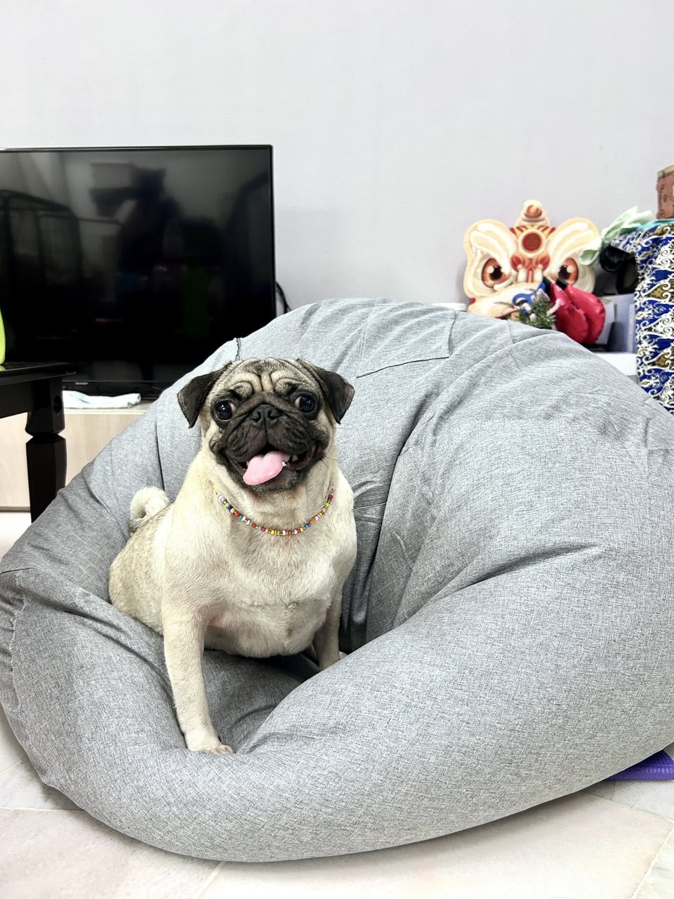 Cai Cai - Pug Dog