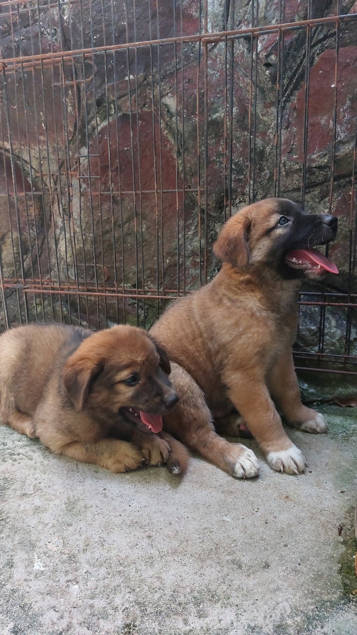 Curiosity, Opportunity And Ingenuity - Mixed Breed Dog