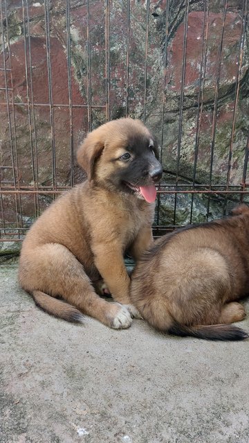 Curiosity (left)