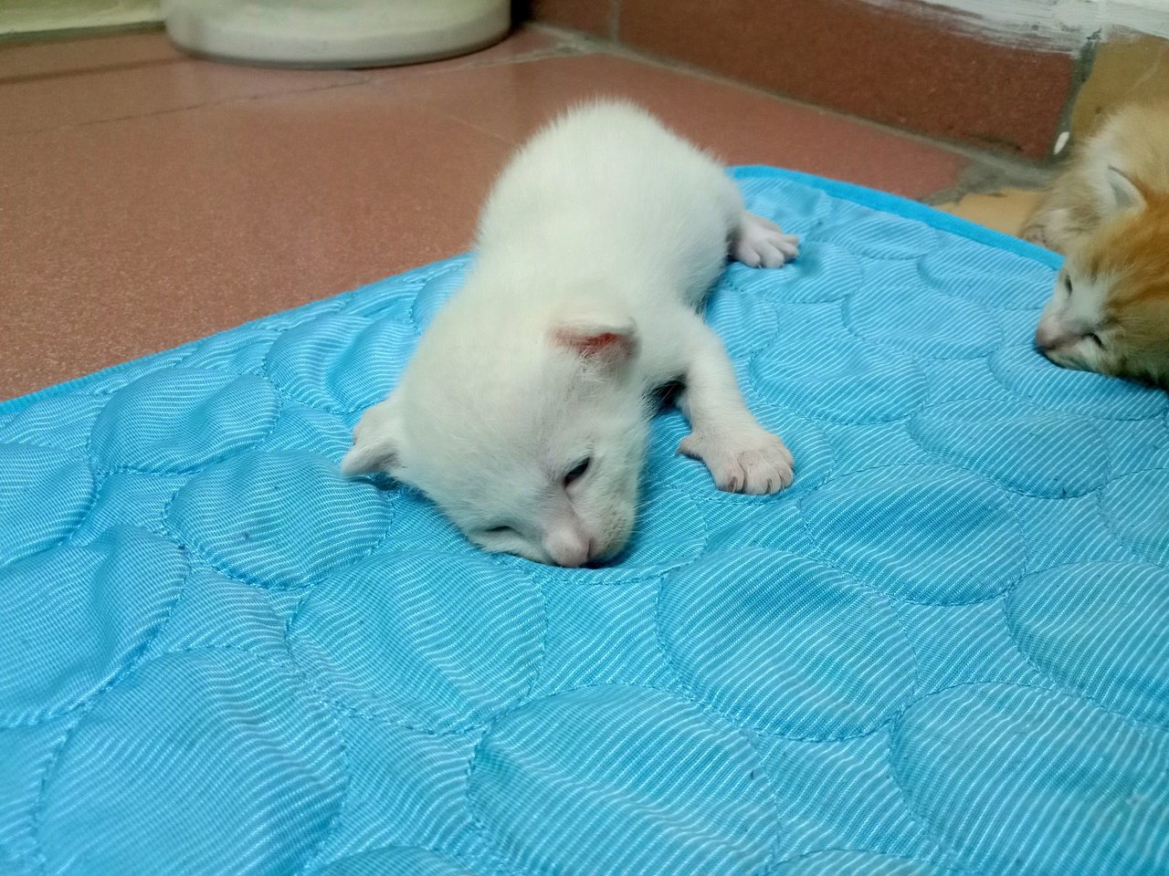 Milky - Domestic Short Hair Cat