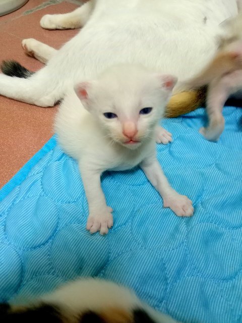 Milky - Domestic Short Hair Cat