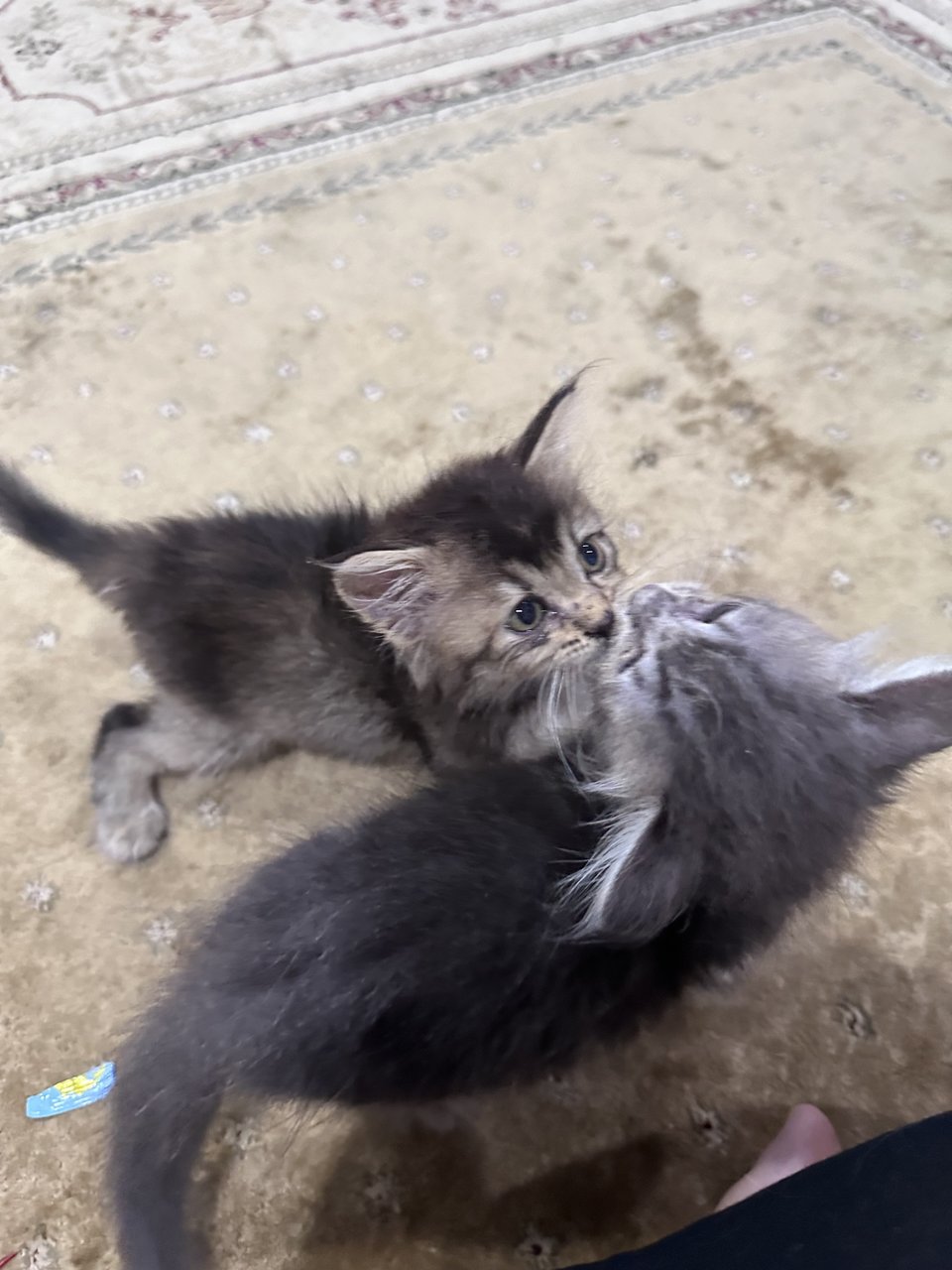 Kitten Available  - Domestic Long Hair + British Shorthair Cat