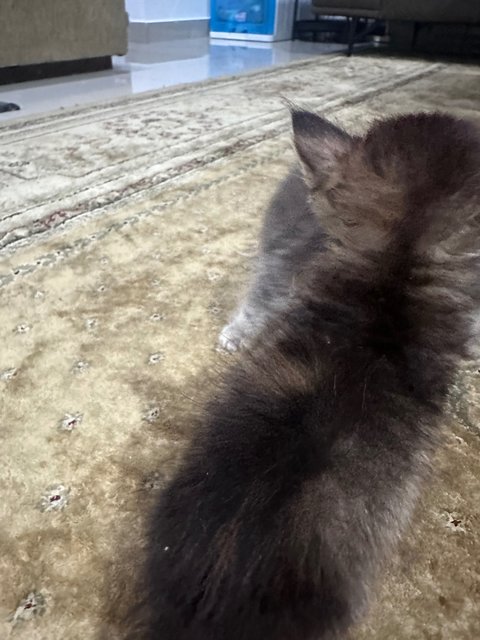 Kitten Available  - Domestic Long Hair + British Shorthair Cat