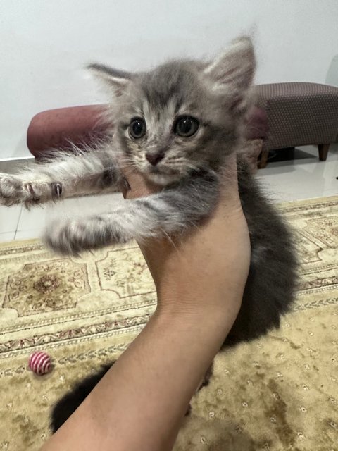 Kitten Available  - Domestic Long Hair + British Shorthair Cat