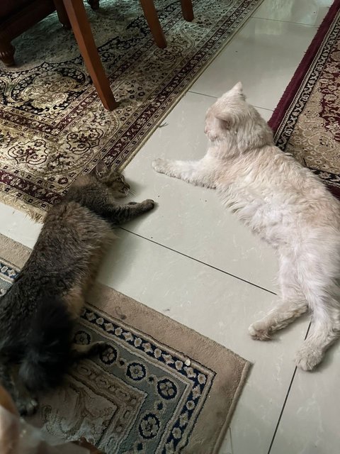 Mochi And Muiza  - Domestic Long Hair + British Shorthair Cat