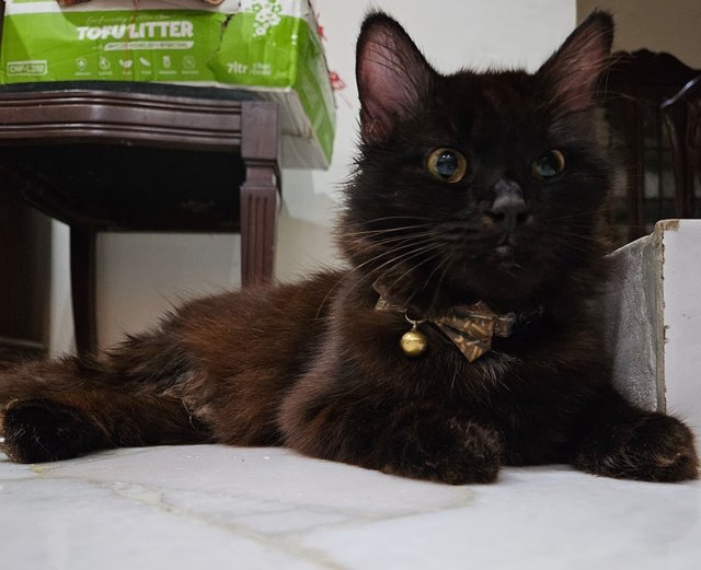 Luna - Domestic Long Hair Cat