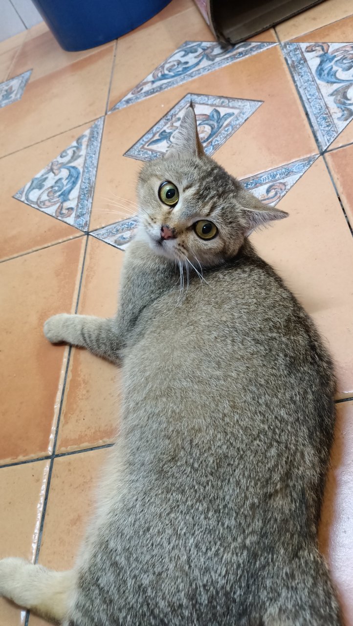 Mochi - British Shorthair Cat