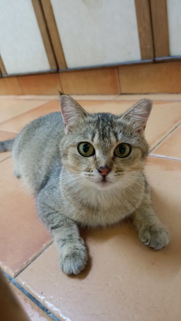 Mochi - British Shorthair Cat