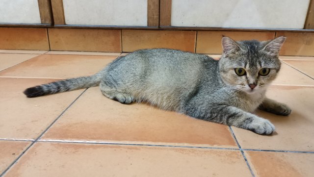 Mochi - British Shorthair Cat