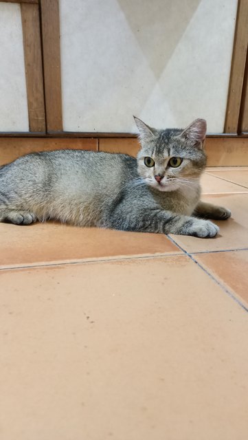 Mochi - British Shorthair Cat