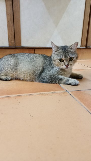 Mochi - British Shorthair Cat