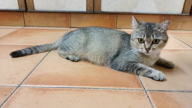 Mochi - British Shorthair Cat