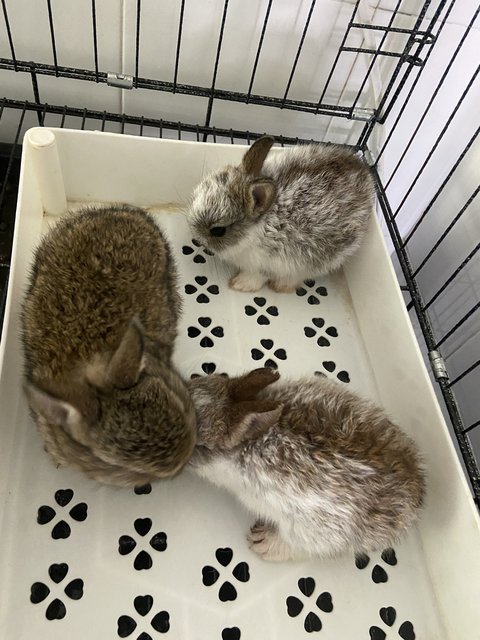 Rabbit - Netherland Dwarf Rabbit