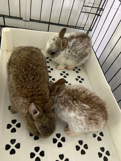 Rabbit - Netherland Dwarf Rabbit