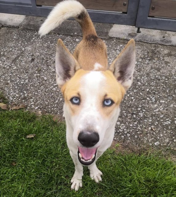 Blue-eyed Boy - Husky Mix Dog