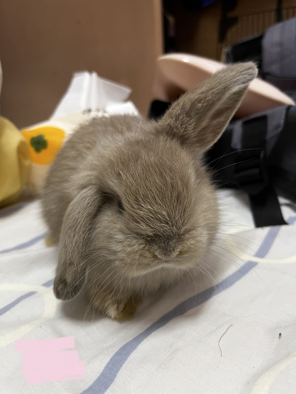 Daisy - Holland Lop Rabbit