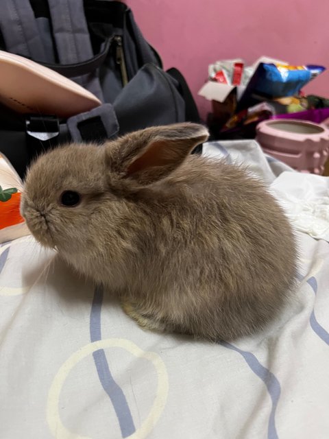 Daisy - Holland Lop Rabbit