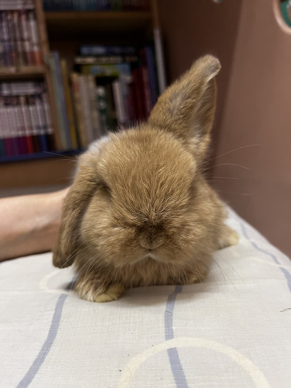 Muffin - Holland Lop Rabbit