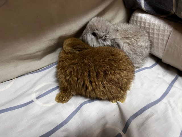 Muffin - Holland Lop Rabbit